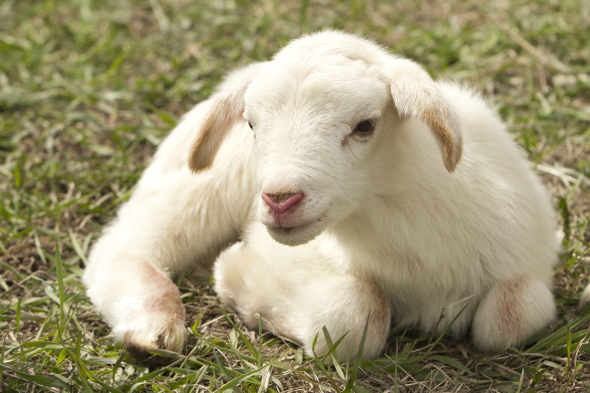 What is a baby sheep called? - Old Luke's Farm