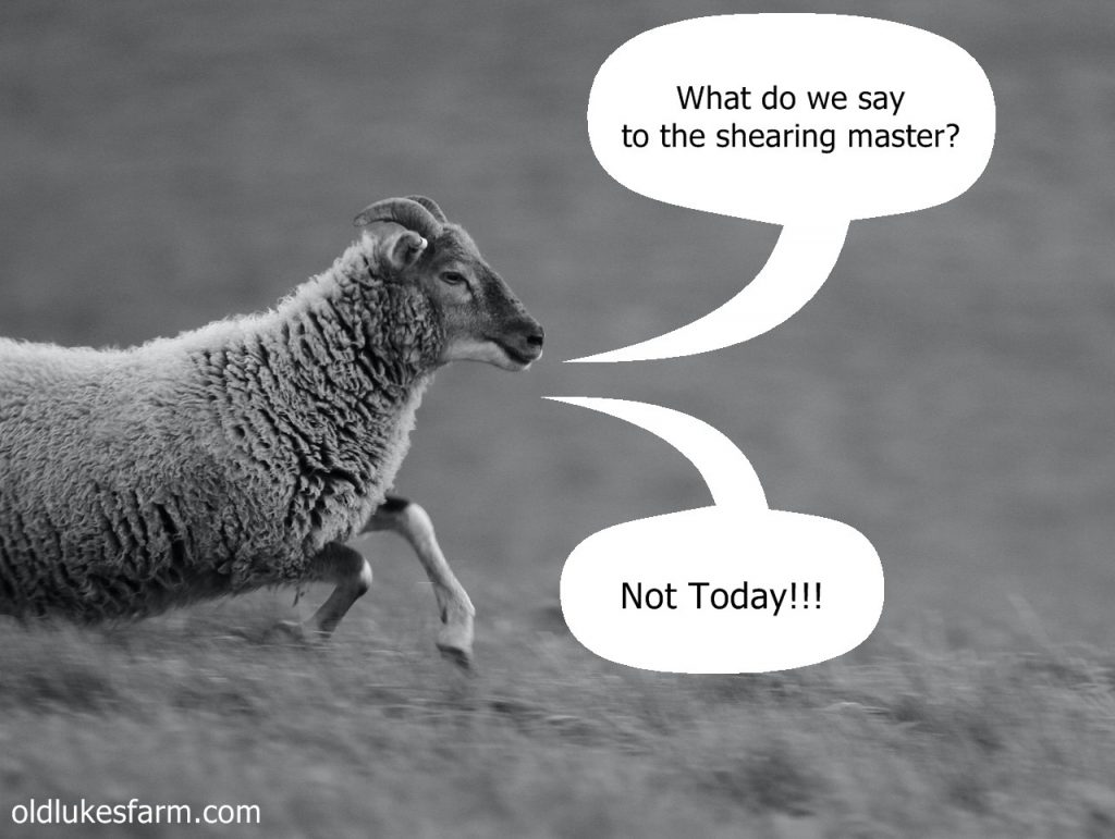 Sheep memes: funny sheep pictures - Old Luke's Farm